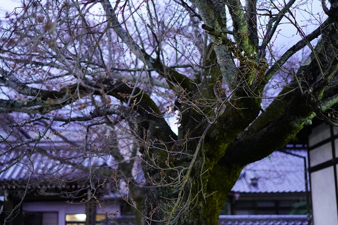 本満寺_糸桜_2023　No11