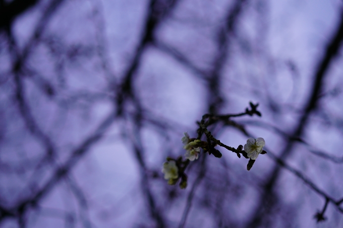 本満寺_糸桜_2023　No12