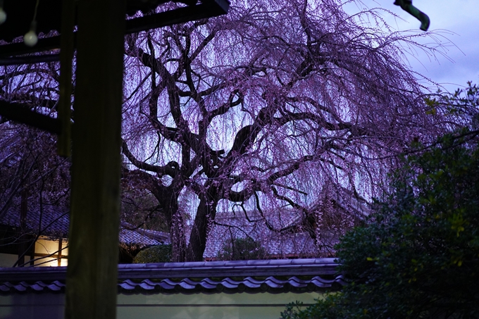 本満寺_糸桜_2023　No10