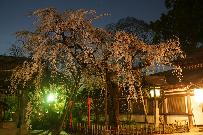 平野神社_桜_2023　No12