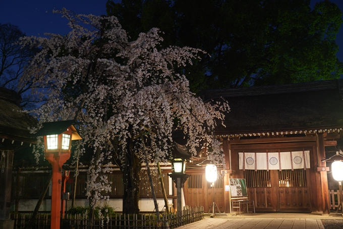 平野神社_桜_2023　No13