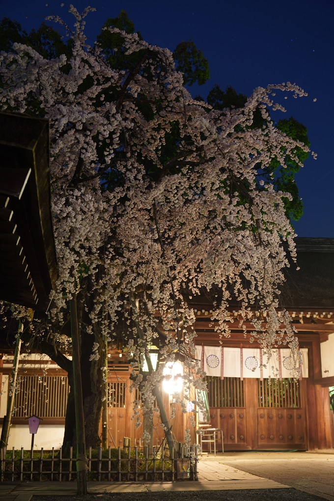 平野神社_桜_2023　No14