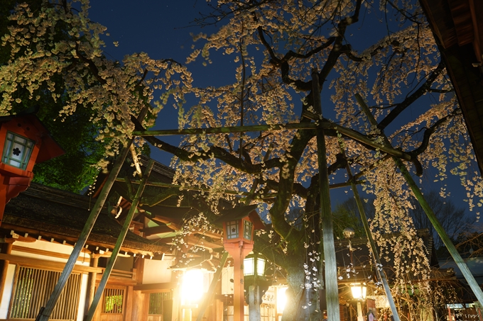 平野神社_桜_2023　No15