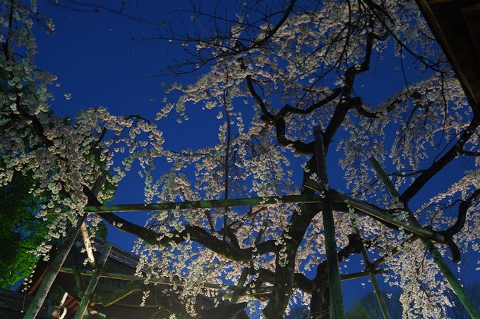 平野神社_桜_2023　No16