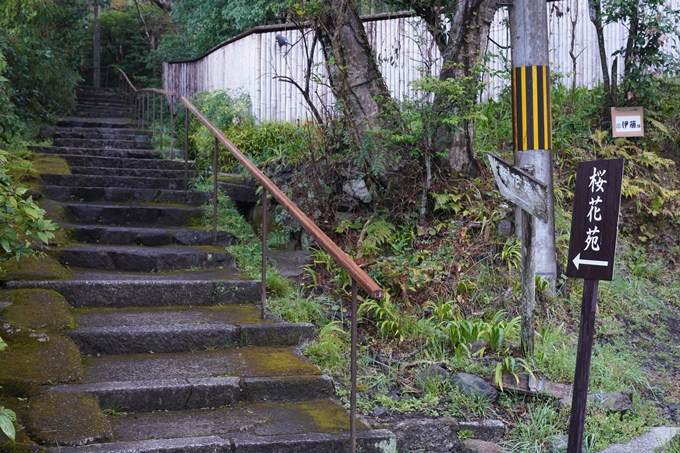 熊野若王子神社_桜花苑_2023　No2