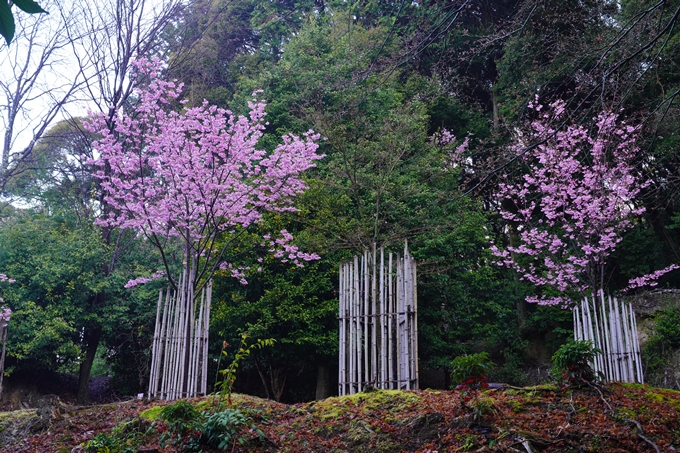 熊野若王子神社_桜花苑_2023　No4