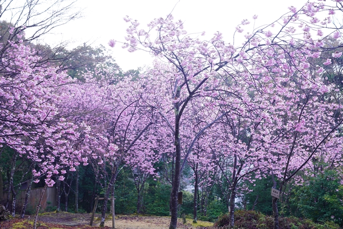 熊野若王子神社_桜花苑_2023　No5