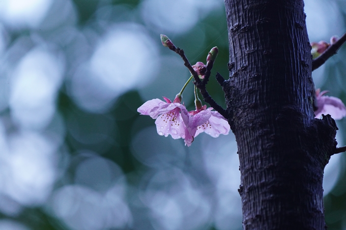 熊野若王子神社_桜花苑_2023　No7