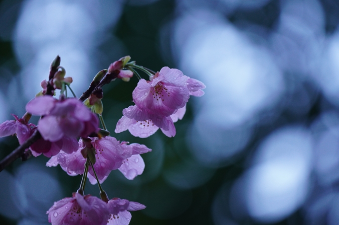 熊野若王子神社_桜花苑_2023　No8