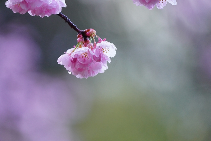 熊野若王子神社_桜花苑_2023　No9