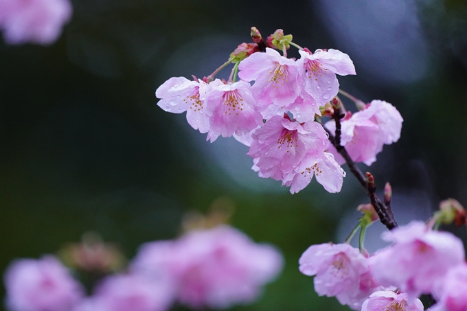 熊野若王子神社_桜花苑_2023　No10