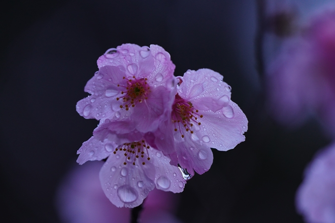 熊野若王子神社_桜花苑_2023　No11