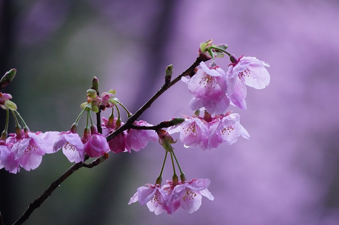 熊野若王子神社_桜花苑_2023　No12