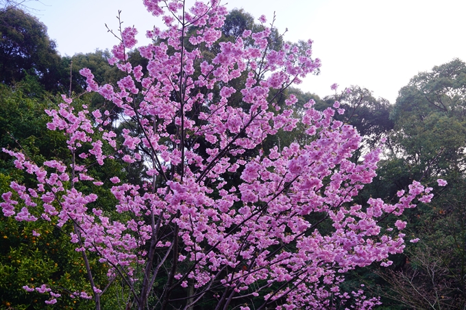 熊野若王子神社_桜花苑_2023　No6