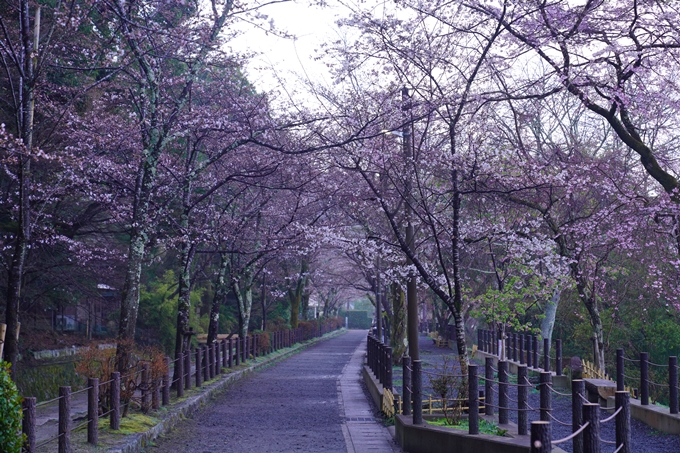 大豊神社_枝垂れ桜_2023　No2