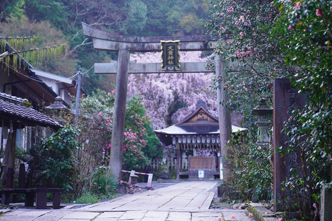 大豊神社_枝垂れ桜_2023　No4