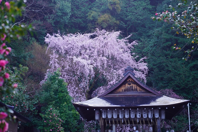 大豊神社_枝垂れ桜_2023　No5