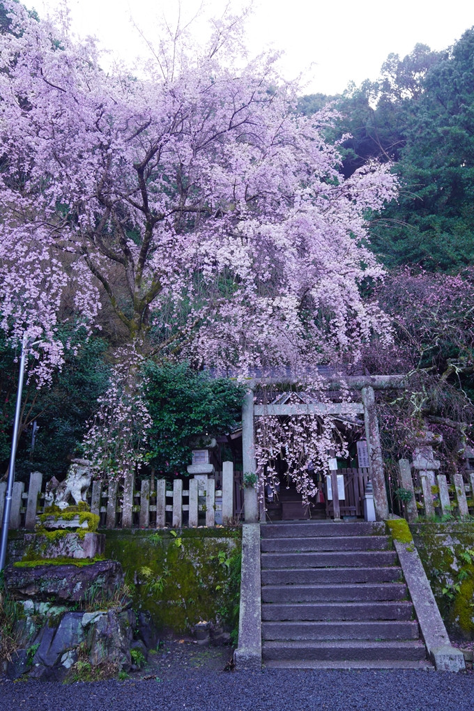 大豊神社_枝垂れ桜_2023　No6