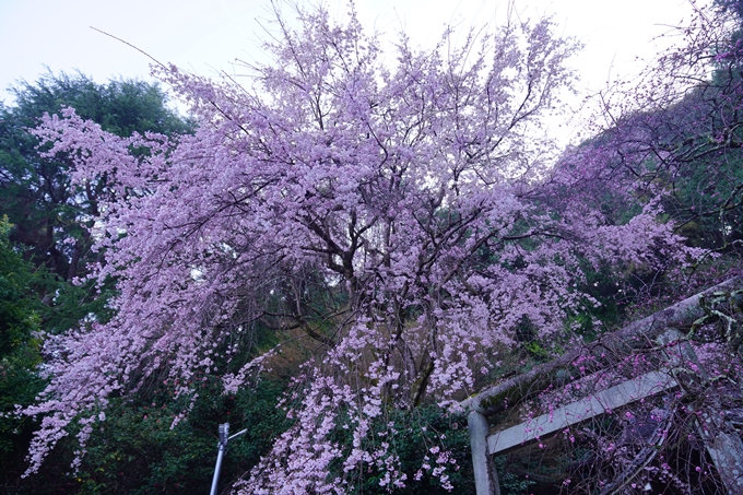 大豊神社_枝垂れ桜_2023　No7