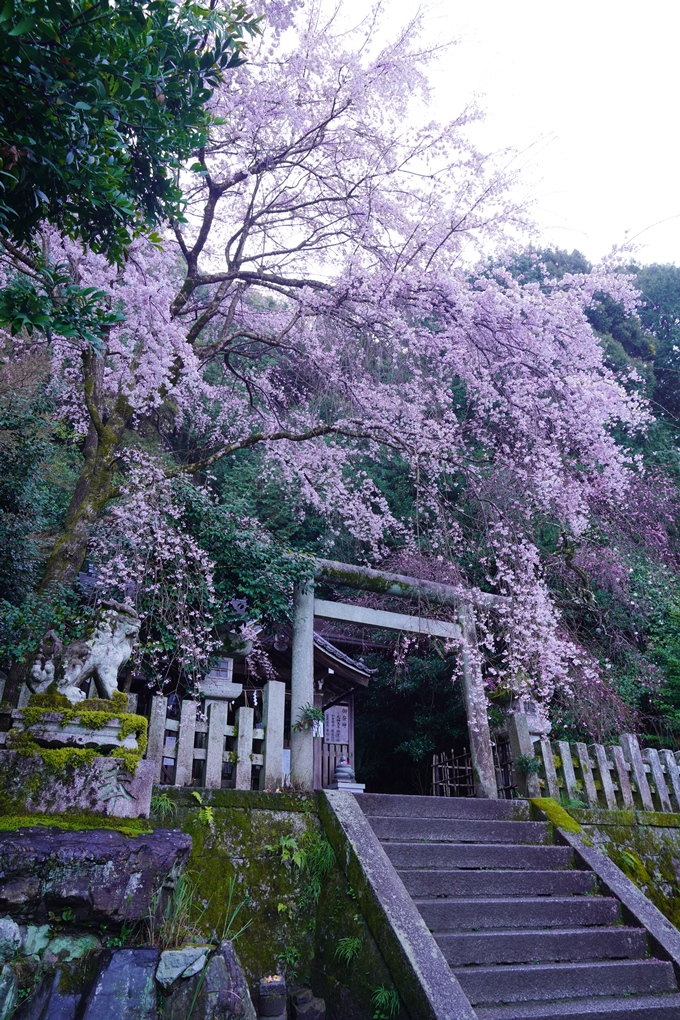 大豊神社_枝垂れ桜_2023　No8