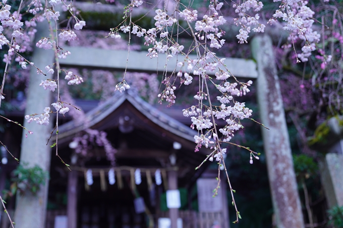 大豊神社_枝垂れ桜_2023　No9