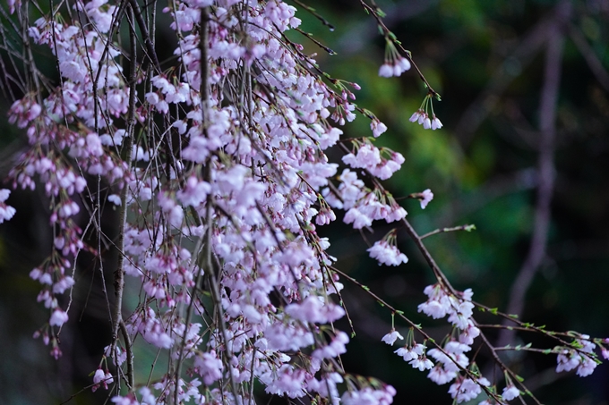 大豊神社_枝垂れ桜_2023　No11