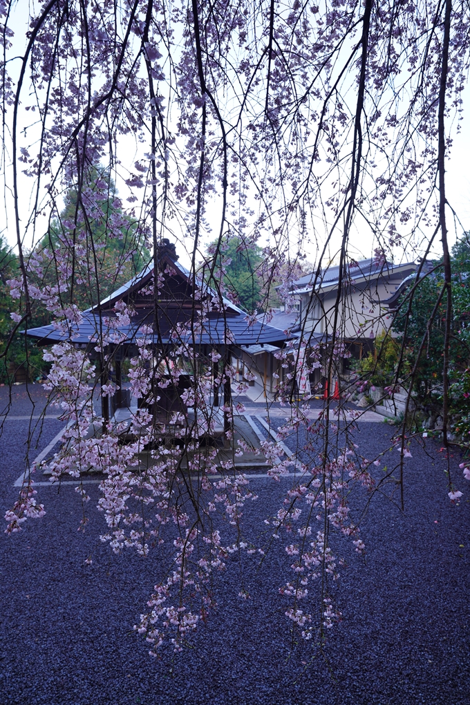 大豊神社_枝垂れ桜_2023　No12