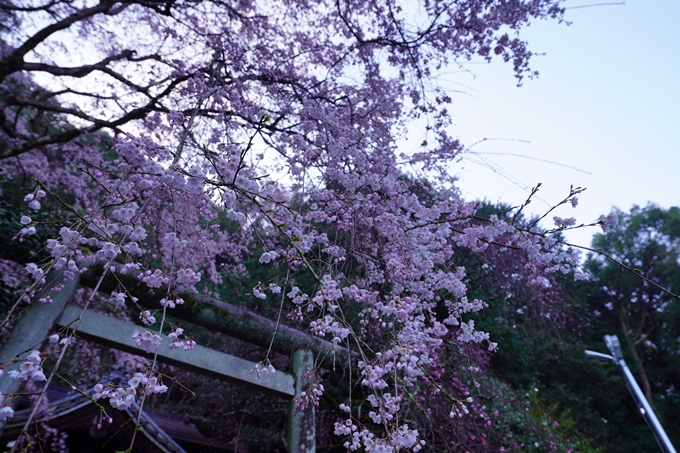 大豊神社_枝垂れ桜_2023　No13