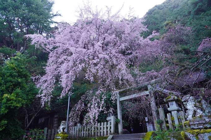 大豊神社_枝垂れ桜_2023　No14