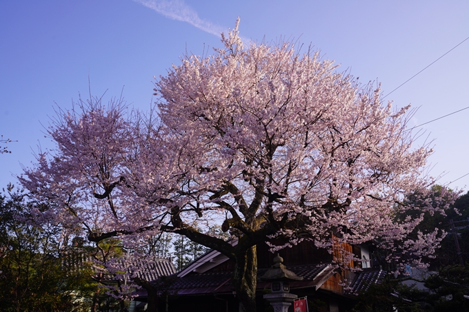 大豊神社_枝垂れ桜_2023　No15