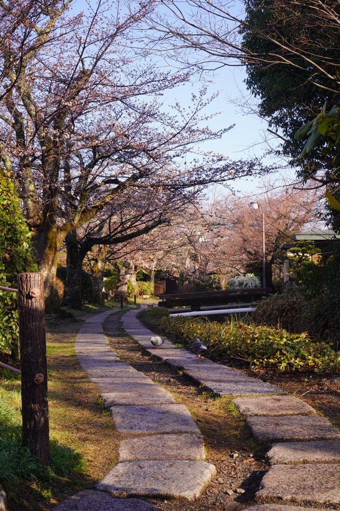 大豊神社_枝垂れ桜_2023　No16