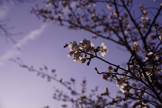 大豊神社_枝垂れ桜_2023　No17