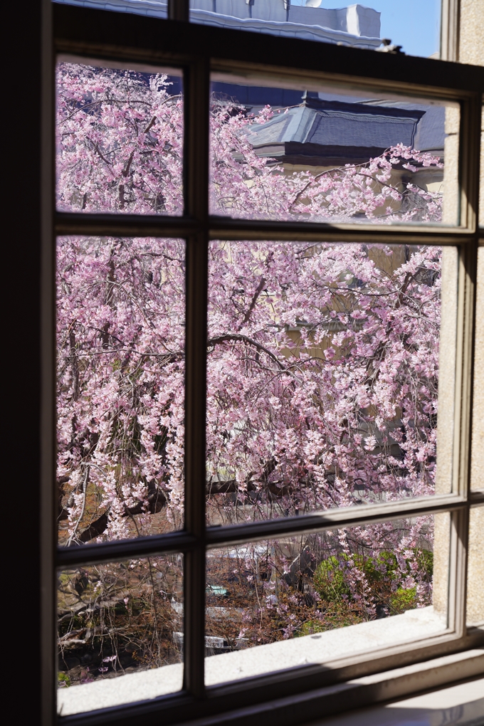 京都府庁旧本館_桜_2023　No4