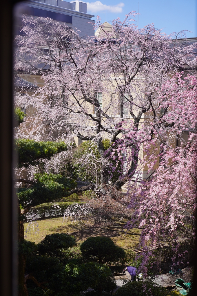 京都府庁旧本館_桜_2023　No5