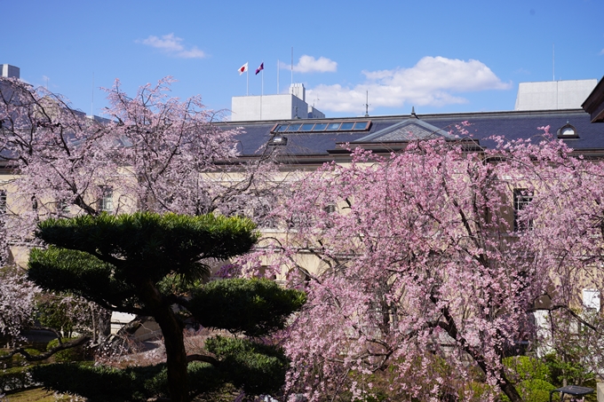 京都府庁旧本館_桜_2023　No6