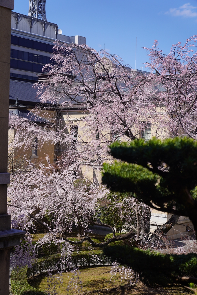 京都府庁旧本館_桜_2023　No7