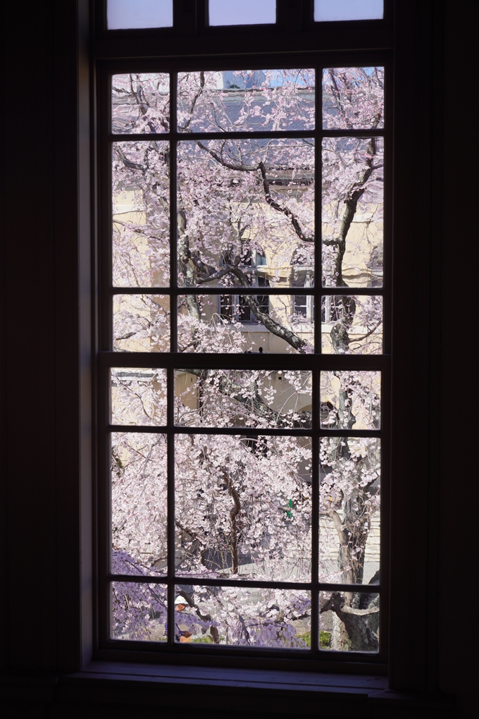 京都府庁旧本館_桜_2023　No8