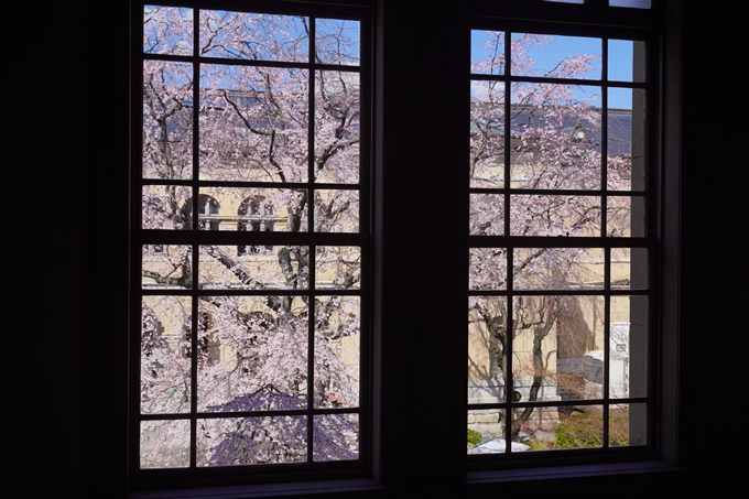 京都府庁旧本館_桜_2023　No10