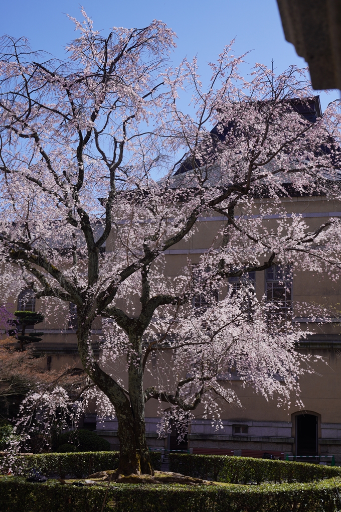 京都府庁旧本館_桜_2023　No14