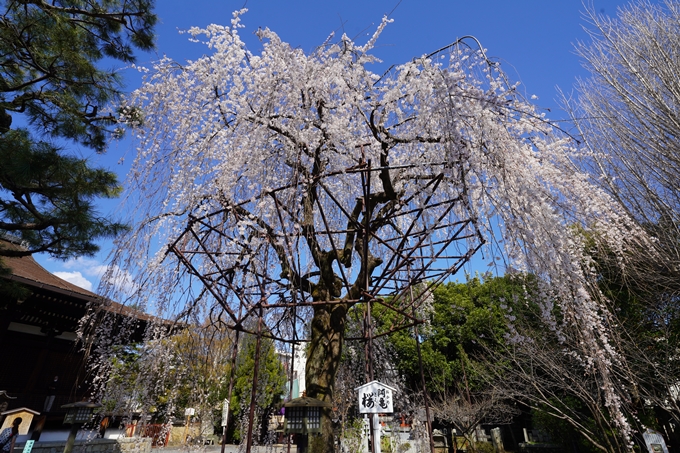 千本釈迦堂_阿亀桜　No2