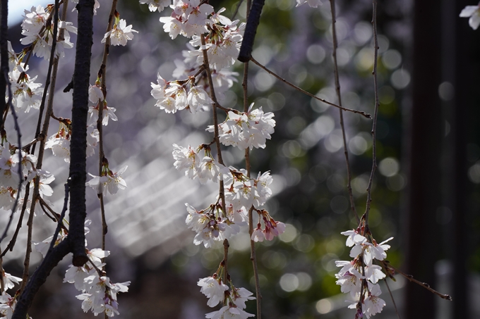 千本釈迦堂_阿亀桜　No10