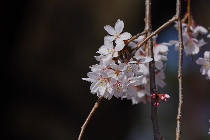 千本釈迦堂_阿亀桜　No12