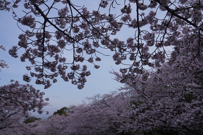 蹴上_インクライン_2023_桜　No5