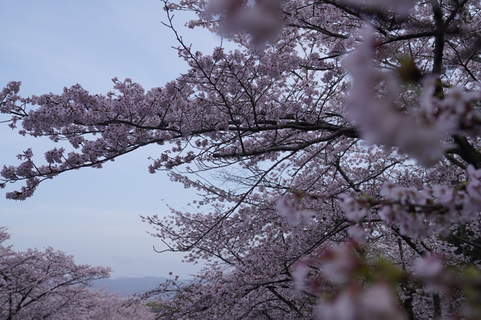 蹴上_インクライン_2023_桜　No8