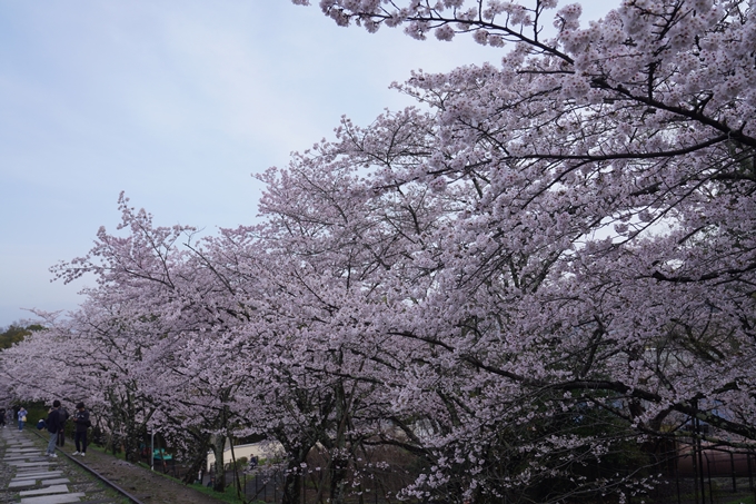 蹴上_インクライン_2023_桜　No9