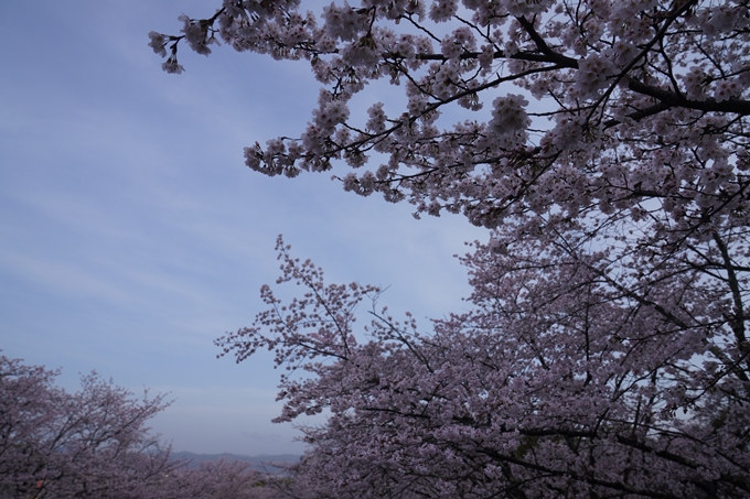 蹴上_インクライン_2023_桜　No10