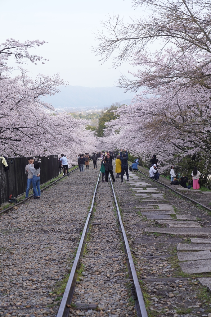 蹴上_インクライン_2023_桜　No7