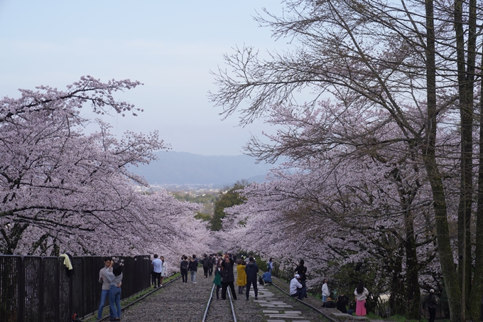 蹴上_インクライン_2023_桜　No6