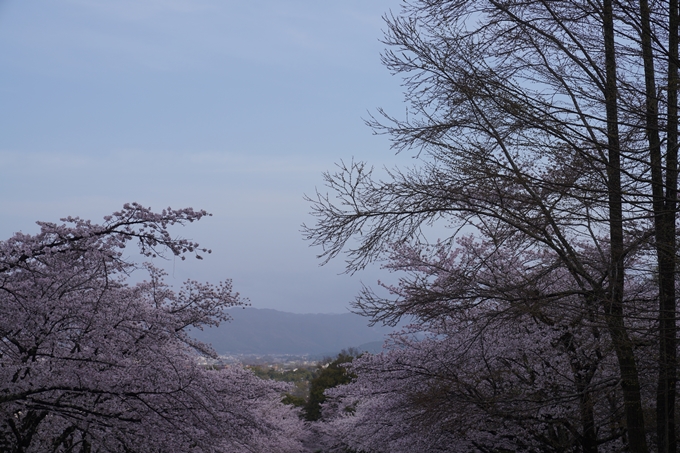 蹴上_インクライン_2023_桜　No11