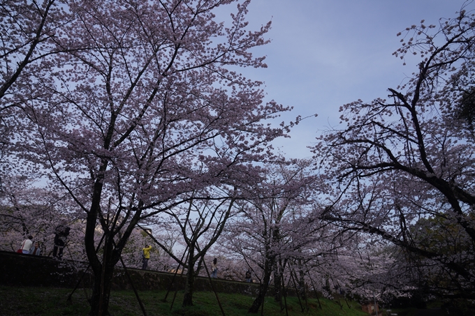 蹴上_インクライン_2023_桜　No12